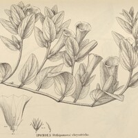 84. IPOMOEA (Orthipomoea) chrysotricha.