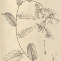 85. IPOMOEA (Orthipomoea) elegans.