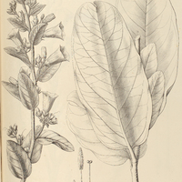 86. IPOMOEA (Orthipomoea) villosa.