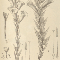 87. IPOMOEA (Orthipomoea) I. echioides, II. Pohlii.