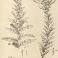 88. IPOMOEA (Orthipomoea) I. tomentosa, II. Argyreia.