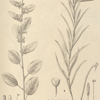 89. IPOMOEA (Orthipomoea) I. fusca, II. angustifolia.