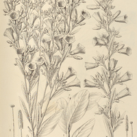 90. IPOMOEA (Orthipomoea) angulata, I. var. latifolia, II. var. gnidioides.