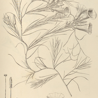 91. IPOMOEA (Orthipomoea) pinifolia.
