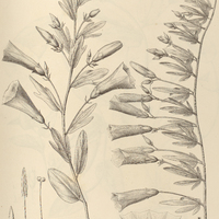92. IPOMOEA (Erpipomoea) polymorpha I.var. heteromorpha, II.var. delphinioides.