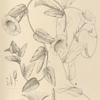 93. IPOMOEA (Erpipomoea) I. Kunthiana, var. pubescens, II. procurrens.