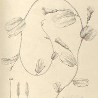 94. IPOMOEA (Erpipomoea) acetosaefolia.