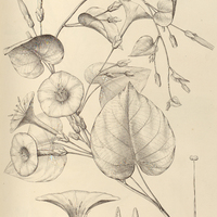95. IPOMOEA (Strophipomoea) tubata.
