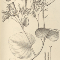 96. IPOMOEA (Strophipomoea) Martii.