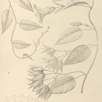 97. IPOMOEA (Strophipomoea) calycina.