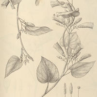98. IPOMOEA (Strophipomoea) sericophylla.