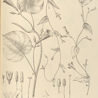 99. IPOMOEA (Strophipomoea). I. nyctaginea, II. Peckolti.