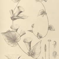 100. IPOMOEA (Strophipomoea) decora.