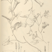 101. IPOMOEA (Strophipomoea) I.serpens, II.dichotoma, var. ?.