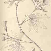 102. IPOMOEA (Strophipomoea) Maximiliani.