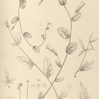 103. IPOMOEA (Strophipomoea) contorquens, I. var simplicifolia, II. III. IV. var. heterophylla, V…