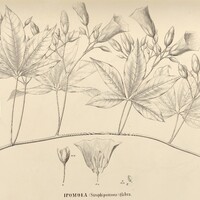 104. IPOMOEA (Strophipomoea) glabra.