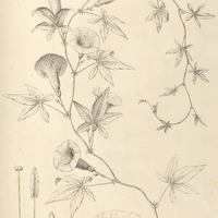 105. IPOMOEA (Strophipomoea) stipulacea, var. uniflora.