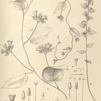 106. JACQUEMONTIA I. velutina, II. confusa.