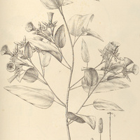 107. JACQUEMONTIA menispermoides.