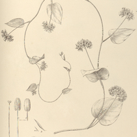 108. JACQUEMONTIA violacea, var. densiflora.