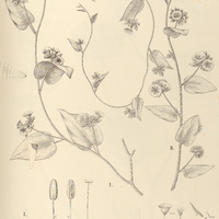 110. JACQUEMONTIA I. hirsuta, II. var.? trichodonta.