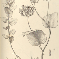 111. JACQUEMONTIA I. rufo-velutina, II. eriocephala.