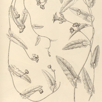 113. CONVOLVULUS Ottonis.