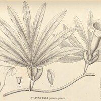 114. CALYSTEGIA palmato-pinnata.