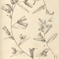 115. ANISEIA I. cernua, II. martinicensis.