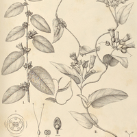 116. PREVOSTEA I. ferruginea, II. umbellata.