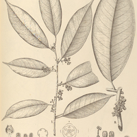 118. DICRANOSTYLES I.scandens, II.densa.