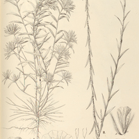 119. EVOLVULUS I.Chamaepitys, II.pterygophyllus.