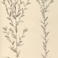 120. EVOLVULUS glomeratus, I.var. obtusa, II.var. excrescens.