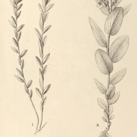121. EVOLVULUS I. Martii, II. fuscus.