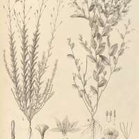 122. EVOLVULUS I. elegans, var. confertifolius, II. tenuis.