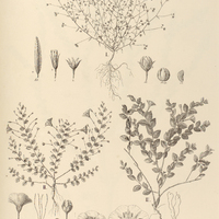 123. EVOLVULUS I.exilis, II.pusillus, III.aurigenius.