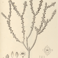 124. EVOLVULUS Maximiliani.