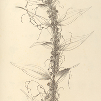 125. CUSCUTA racemosa ?. Brasiliana.