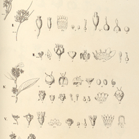 126. CUSCUTA I. americana, II. corymbosa var. ?, III. odorata, IV. incurvata, V. xanthochortos, VI…