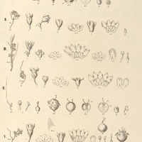 127. CUSCUTA I. obtusiflora, var. ?., II. platyloba, III. corniculata var. ?., IV. corniculata var…