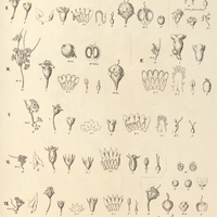 128. CUSCUTA I. racemosa var.?., II. racemosa var.?., III. racemosa var.?., IV. microstyla var.?.,…