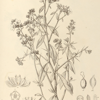 129. HYDROLEA spinosa.