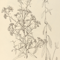 130. HYDROLEA I. elegans, II. glabra.