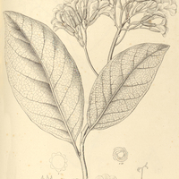 1. CORDIA insignis.