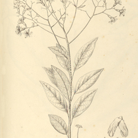 2. CORDIA excelsa.