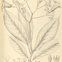 3. CORDIA superba.