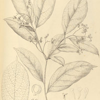 4. CORDIA trachyphylla.