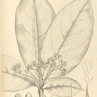 5. CORDIA nodosa.