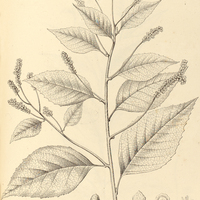 6. CORDIA multispicata.